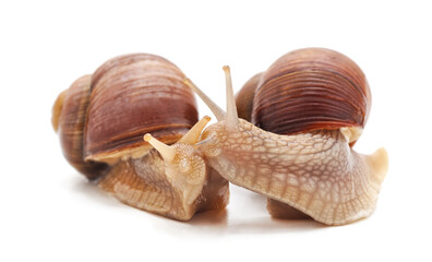 Two large snails.