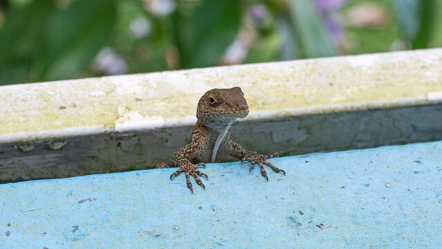 Lagarto marr&oacute;n en una linda pose en un balc&oacute;n en un d&iacute;a soleado.