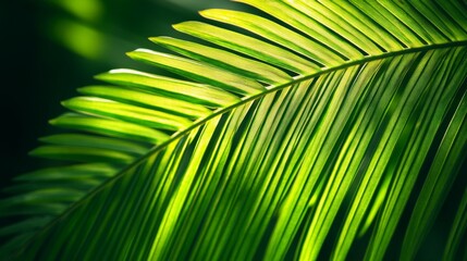 Beautiful green palm leaf capturing sunlight. A symbol of tropical nature and relaxation. Explore this vibrant image for nature lovers and enthusiasts. Generative AI