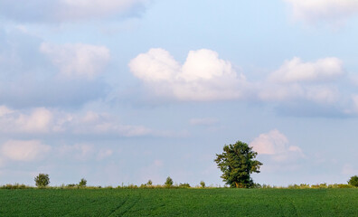 lonely tree on the edge of a green field against a blue sky with white clouds, summer landscape