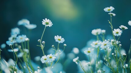Bright Wildflowers in Soft Focus on a Sunny Day