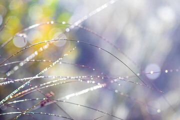 Dew-covered grass stalks in the morning at sunrise
