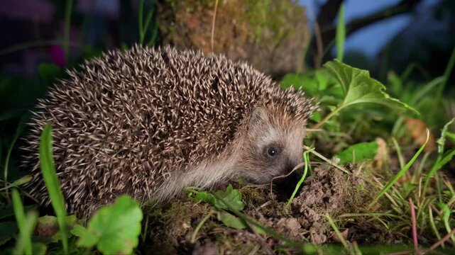 close-up of a hedgehog in the grass. evening time.