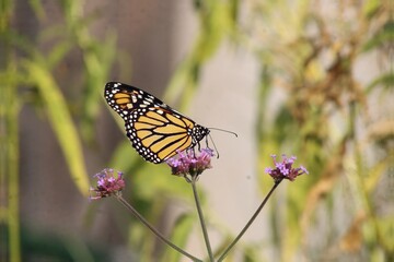 butterfly on flower