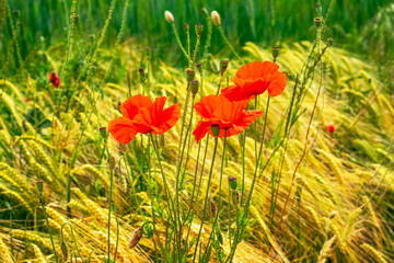 red poppies in a field among ripe wheat ears