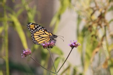 butterfly on flower