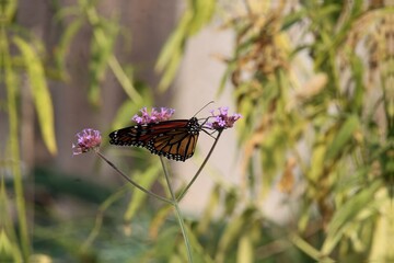 butterfly on grass