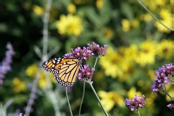 monarch butterfly on a flower