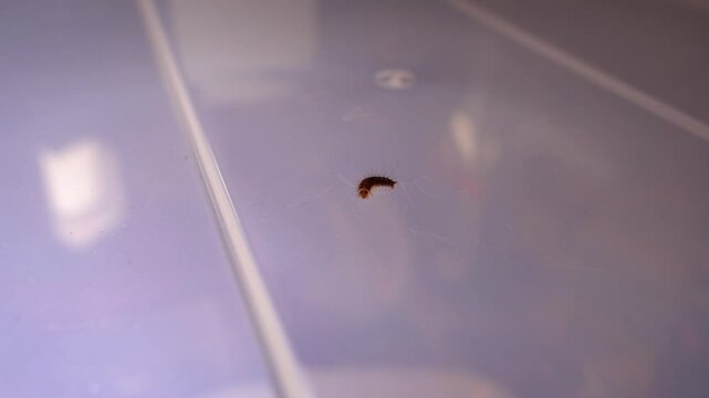Larva of beetle Dermestes lardarius on a plastic board