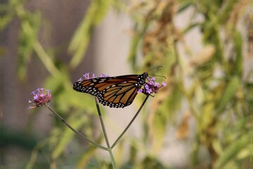 butterfly on a flower