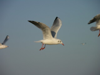 Obraz premium A seagull flutters in the sky