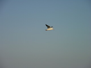 A seagull flutters in the sky