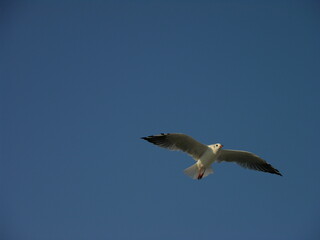 A seagull flutters in the sky