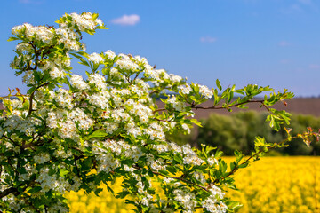 Fototapeta premium Hawthorn blossoms in a field with yellow rapeseed flowers, white hawthorn flowers on a bush in sunny weather