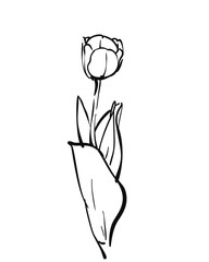 One tulip flower with leaves, realistic sketch with black lines on white background, Vector hand drawn illustration