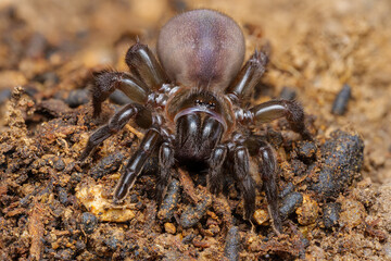 Nuragic spider (Amblyocarenum nuragicus), sardinian endemic trapdoor spider