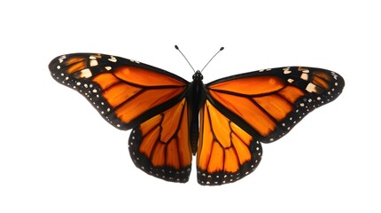 Fototapeta premium butterfly on white background