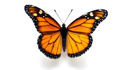 Obraz premium butterfly on white background