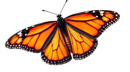 Fototapeta premium butterfly on white background