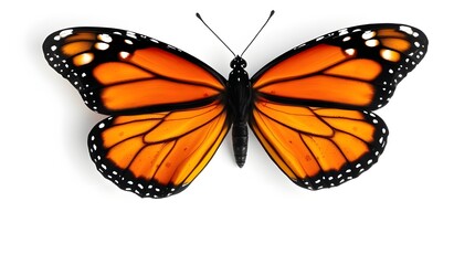 Fototapeta premium butterfly on white background