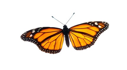 Fototapeta premium butterfly on white background