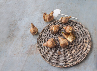 Daffodil bulbs and garden marker on gray table