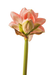 Peduncle with a bud of hippeastrum (amarylius) Sunshine Nymph