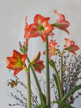 Orange  hippeastrum (amaryllis) Colibry "Mini star" and flowering willow branch on gray background.