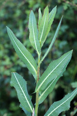 It grows in nature Lactuca serriola