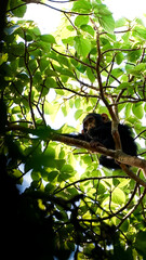chimpanzee in kibale, uganda