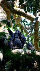 chimpanzee in kibale, uganda