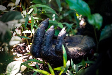 chimpanzee in kibale, uganda