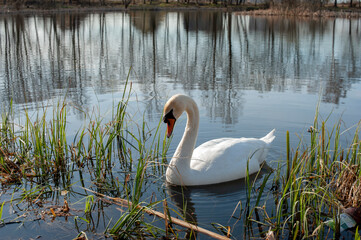 Fototapeta premium White swan onlake shore. Swan on beach. Swan on shore