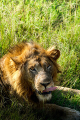 lion in queen elisabeth park, uganda