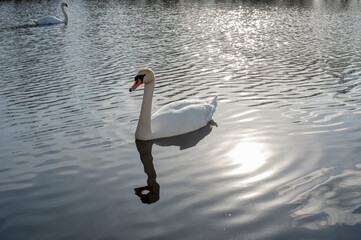 White swan onlake shore. Swan on beach. Swan on shore