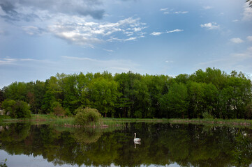 Obraz premium White swan onlake shore. Swan on beach. Swan on shore