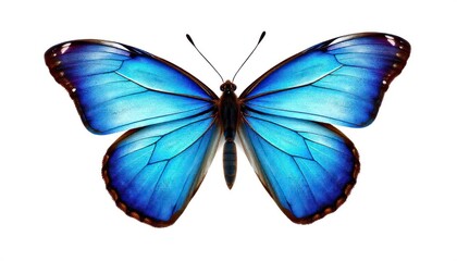Fototapeta premium wings-of-a-blue-butterfly-isolated-on-a-white-background