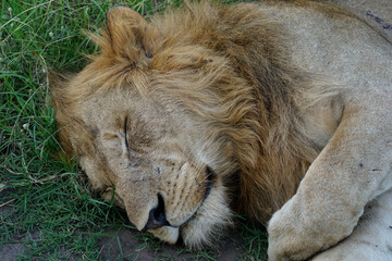 lion in queen elisabeth park, uganda