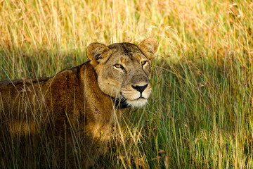 lion in queen elisabeth park, uganda