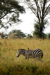 zebra in uganda
