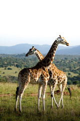 giraffes in kidepo, uganda