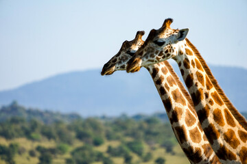 giraffe in kidepo, uganda