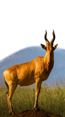 jackson antelope in uganda