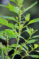 In nature, as a weed grows multi-seeded goosefoot (Lipandra polysperma)