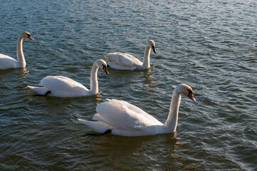 A family of swans with their babies on the shore of the pond, in the morning they swim to the camp and wait to see if they will throw something good to them.