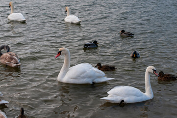 Obraz premium A family of swans with their babies on the shore of the pond, in the morning they swim to the camp and wait to see if they will throw something good to them.