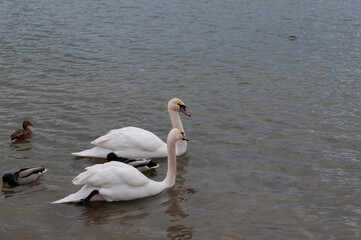 A family of swans with their babies on the shore of the pond, in the morning they swim to the camp...
