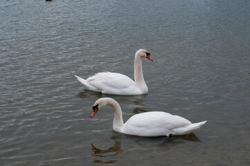 Obraz premium A family of swans with their babies on the shore of the pond, in the morning they swim to the camp and wait to see if they will throw something good to them.