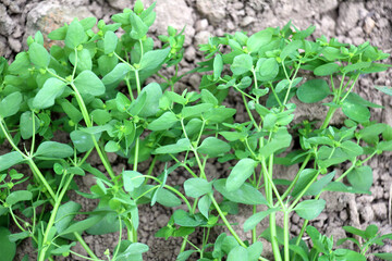 Euphorbia peplus grows in nature as a weed