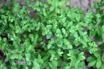 Obraz premium Euphorbia peplus grows in nature as a weed